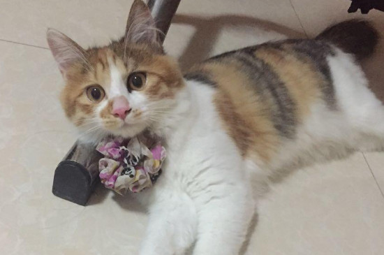被小猫爪子勾破一个点