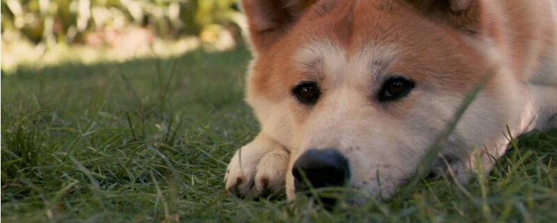 秋田犬和柴犬的区别