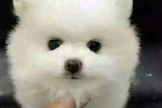 博美不吃东西怎么办