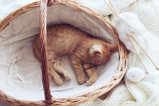 猫咪要不要打狂犬疫苗