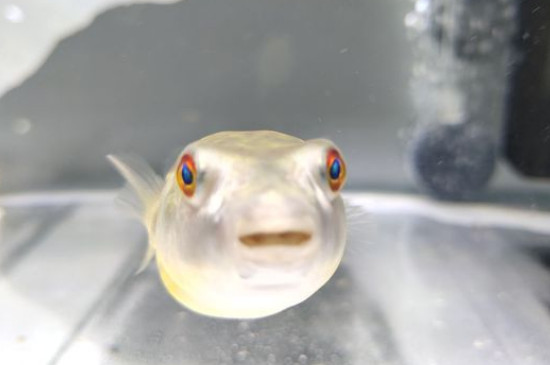 狗头鱼和河豚鱼区别