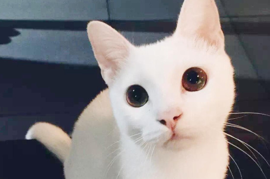 小猫一直叫是什么原因