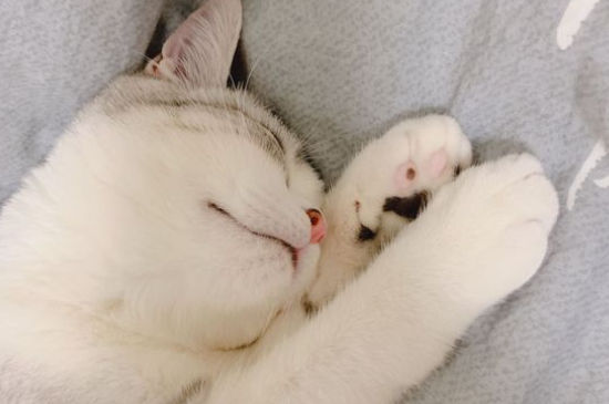 猫走路同手同脚的原因