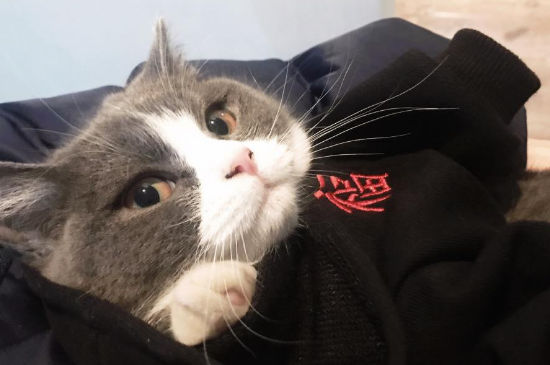 公猫不会交配怎么办