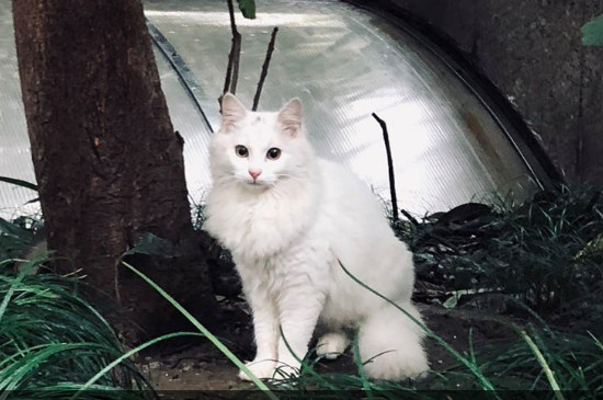 猫身上有白色米粒虫子
