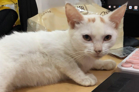 小猫睡觉发出哼哼唧唧的声音怎么回事