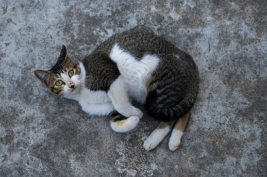 猫在地上打滚磨蹭还叫
