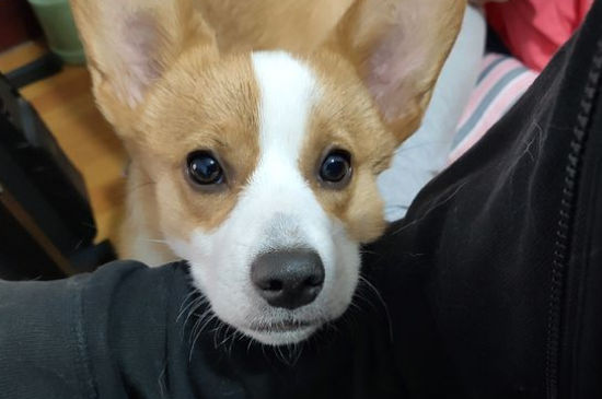 养什么狗开销小