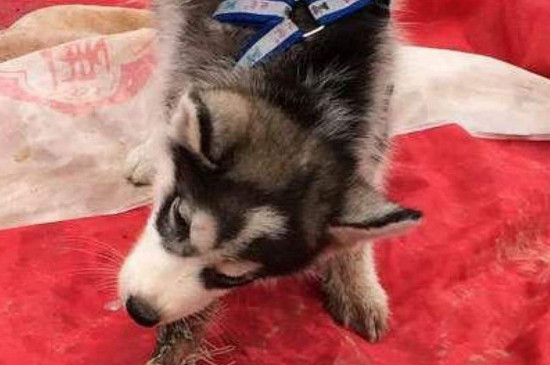 幼犬咬伤会得狂犬病吗，一般不会但最好还是去打疫苗