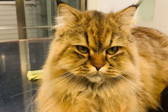 长毛虎斑猫什么品种