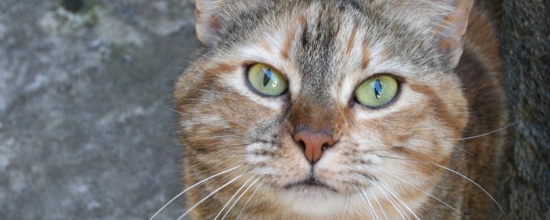 双血统猫啥意思