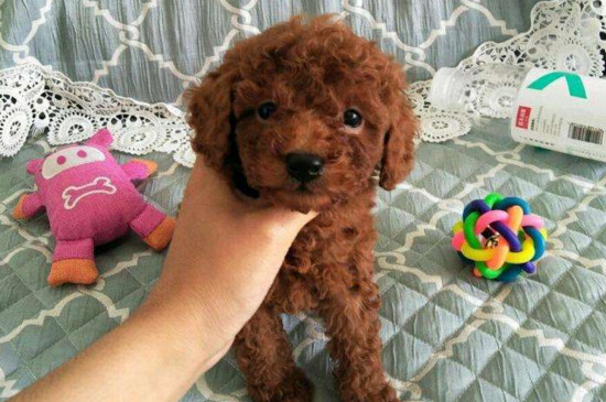 幼犬什么时候打疫苗