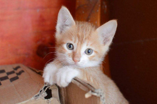 如何分辨黄狸花与橘猫