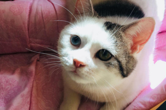 猫下巴长了疙瘩