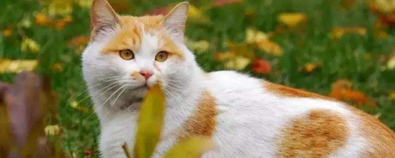 猫尿道堵塞自家处理