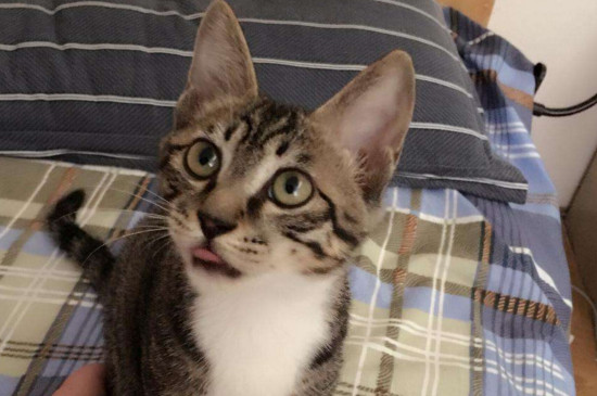 猫咪呕吐黄水白色泡沫