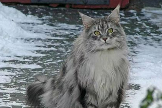 缅因猫怎么看纯不纯