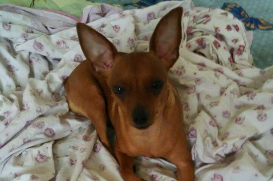 为什么不建议养小鹿犬