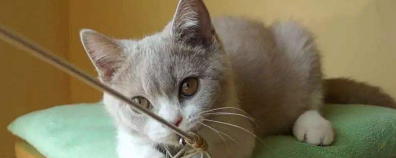 猫咪腹积水能活多久