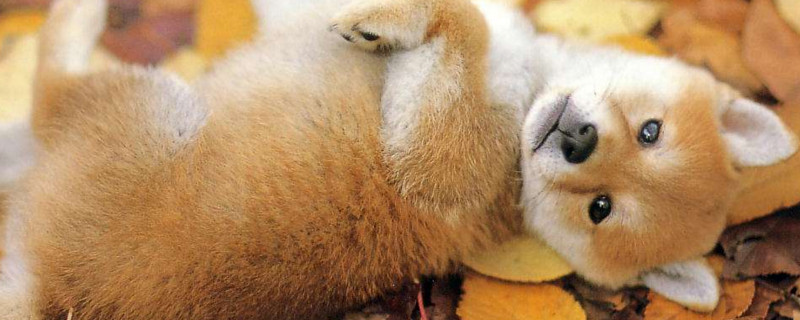 为什么柴犬很凶