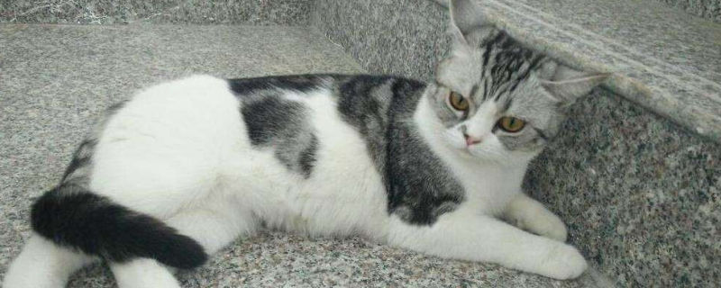 猫证怎么办理