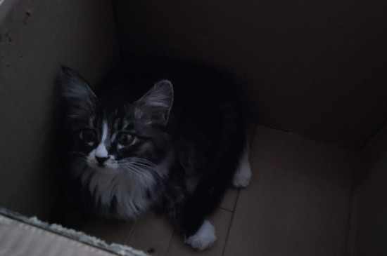 猫换环境的应激期多长