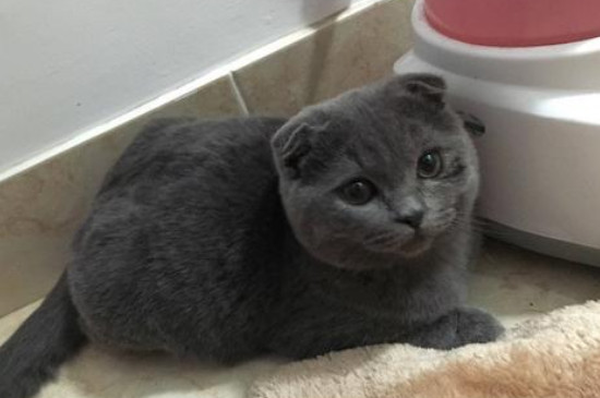 猫掏耳朵舒服还是难受