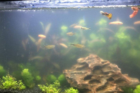 鱼缸怎么养水