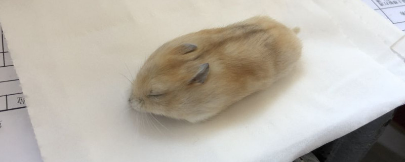 仓鼠伪冬眠多久会死