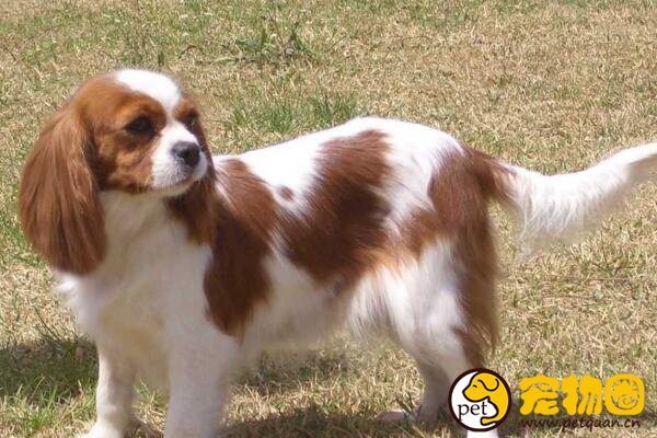 查理士王小猎犬受尽王室喜爱，天生富贵却身体娇弱
