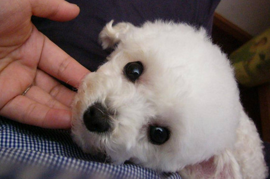 茶杯犬为什么不能养