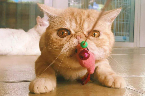大猫为何怕新来的小猫