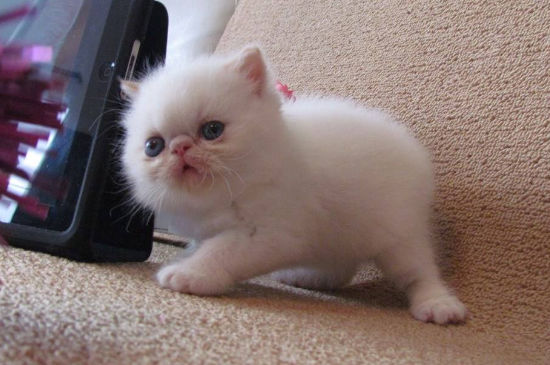 成猫吃幼猫粮好吗