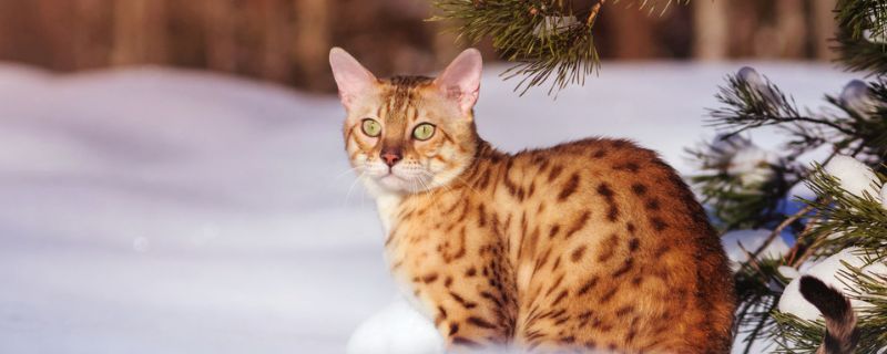 猫一直发出震动的声音