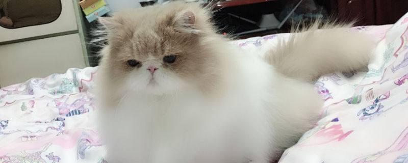 怎样辨别是不是波斯猫