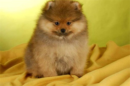 小狗拉果冻状大便
