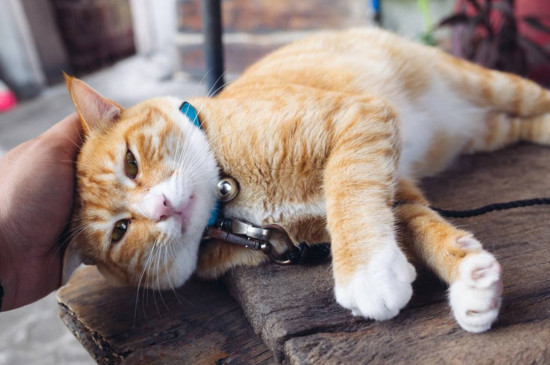 猫咪送人会想主人吗