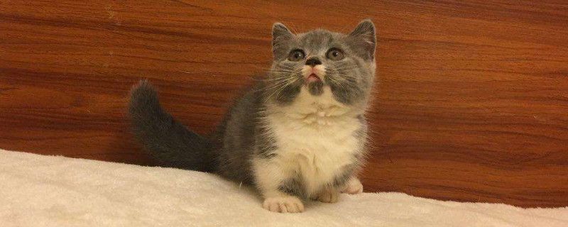 3个月小猫应该放笼子吗