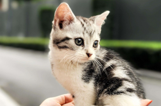 猫角膜溃疡用什么药