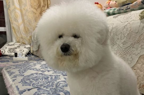 比熊有腥臭味