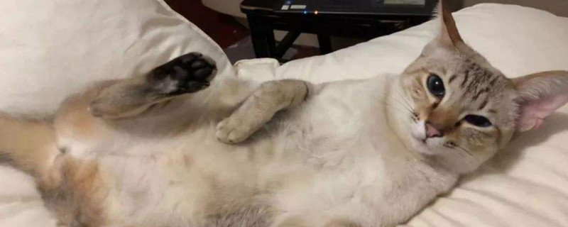 猫喜欢突然跑出来抱腿