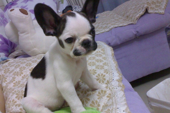 什么小型犬好养又聪明