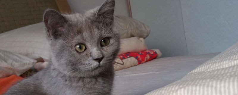 猫咪便便有虫白色像蛆，多是感染绦虫要及时驱虫
