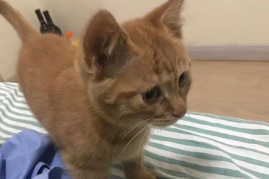 猫吹电风扇会感冒吗