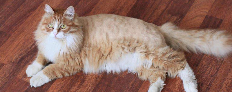 猫咪拉稀但精神很好怎么回事