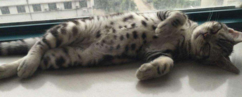 为什么虎斑猫养不胖，为什么虎斑那么瘦