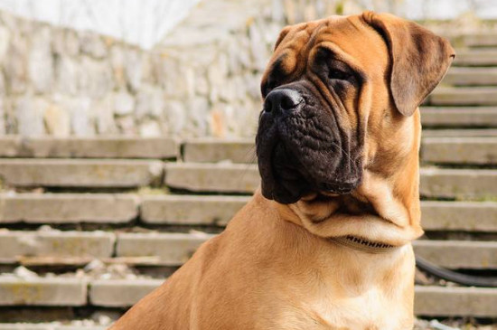 牛头獒犬护主吗，最护主人的三种狗