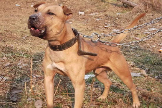 恶霸犬和藏獒谁厉害