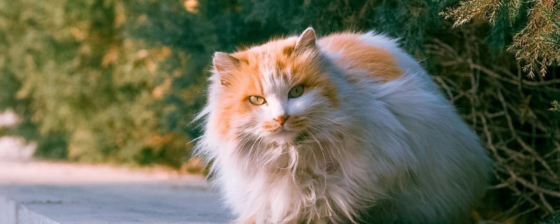 宠物猫为什么这么贵