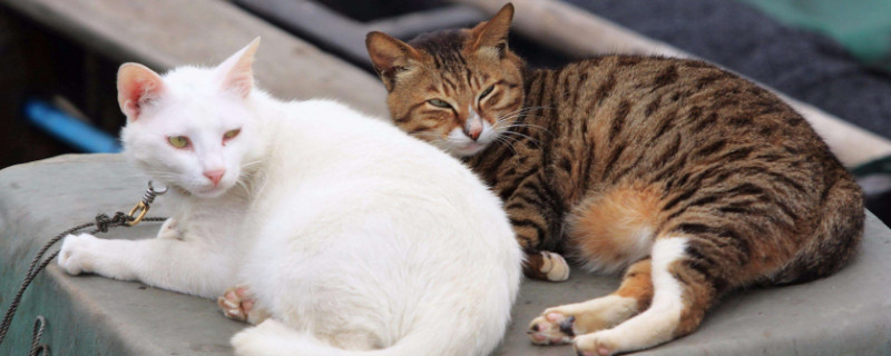 猫咪火车托运需要办理什么，猫火车托运需要什么